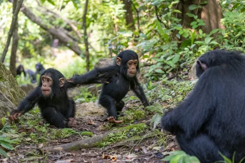 Chimpanzees Playing - Gombe NP, Tanzania
