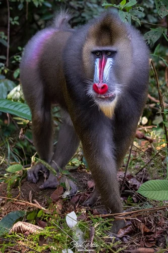 Male Mandrill in Gabon